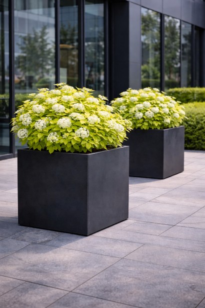 Spiraea japonica White Gold контейнерне озеленення